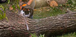 Best Tree Maintenance Programs  in Southside, AL