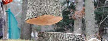 Reliable Southside, AL Tree Services Solutions
