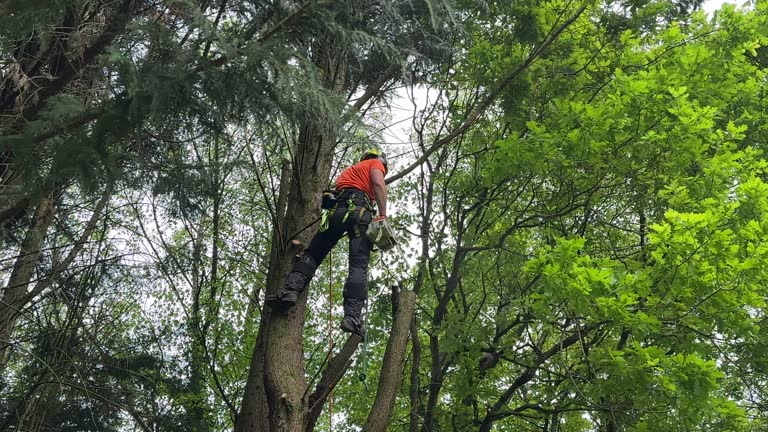 Best Fruit Tree Pruning  in Southside, AL