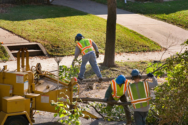 Professional Tree Services in Southside, AL