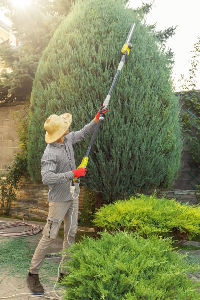 How Our Tree Care Process Works  in  Southside, AL