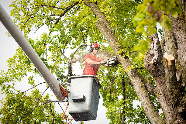 Best Emergency Tree Removal  in Southside, AL