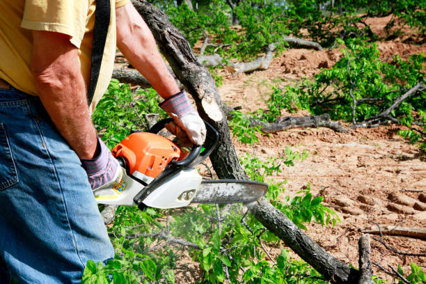 Best Fruit Tree Pruning  in Southside, AL